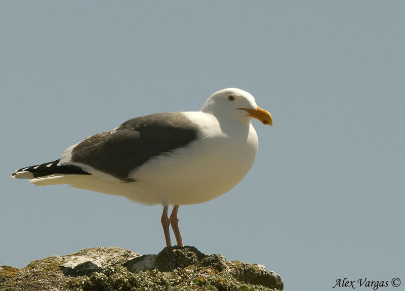 Western Gull