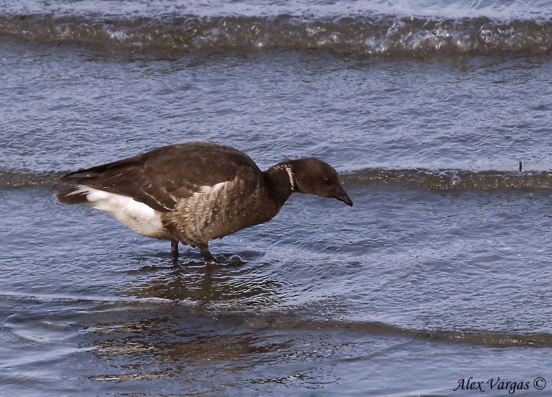 Brant