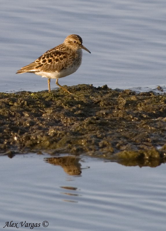 Least Sandpiper