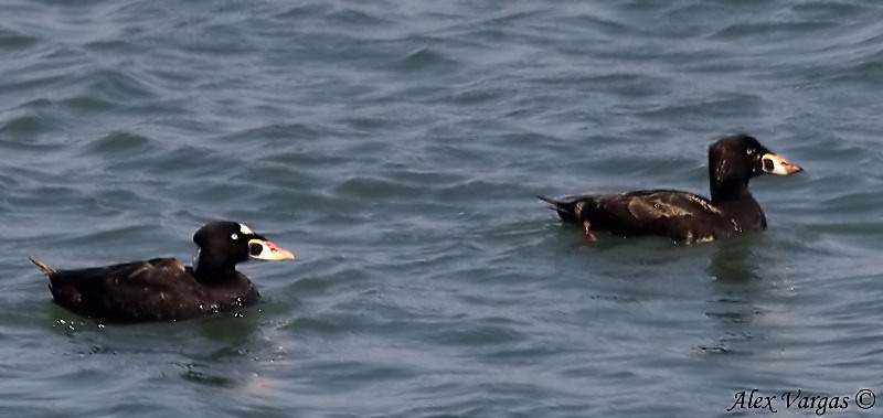 Surf Scoter