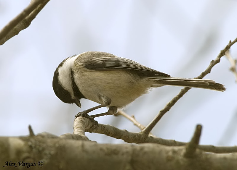 Black-capped Chicadee
