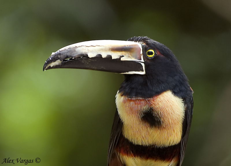 Collared Aracari portrait