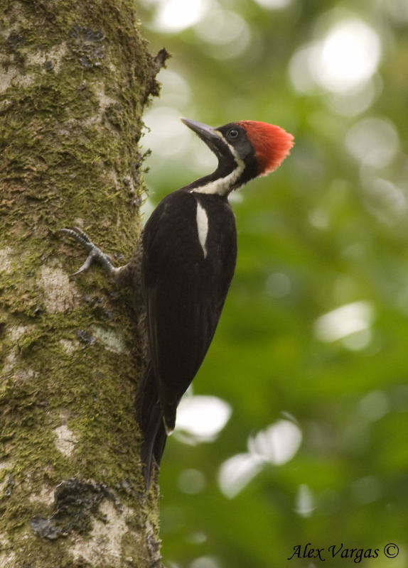 Lineated Woodpecker