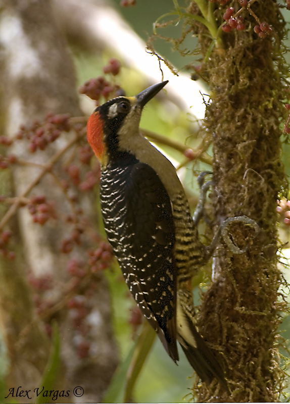 Black-cheeked Woodpecker