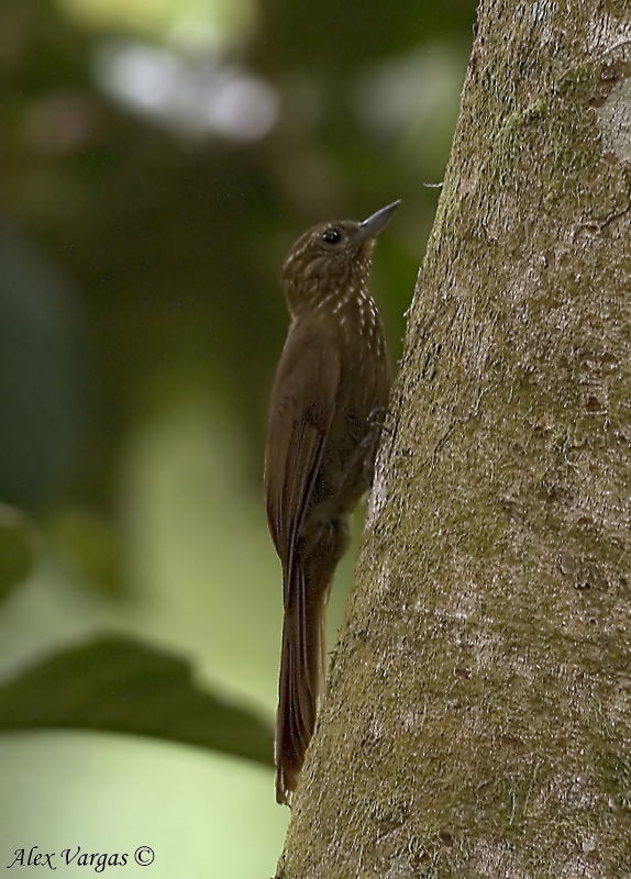 Wedge-billed Woodcreeper