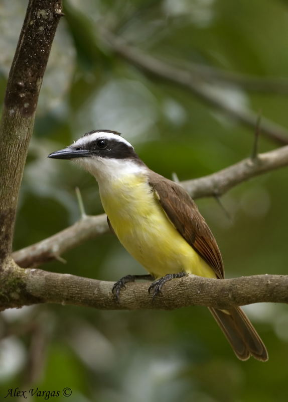 Great Kiskadee