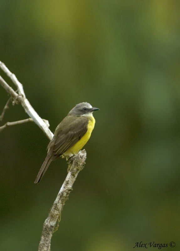 Gray-capped Flycatcher