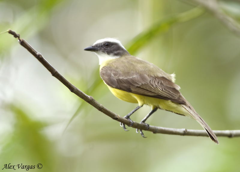 White-ringed Flycatcher