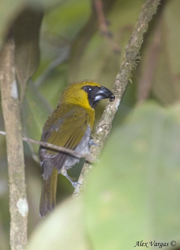 Black-faced Grossbeak