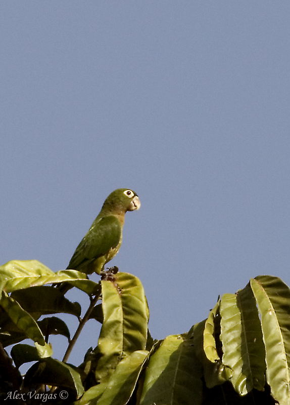 Olive-throated Parakeet
