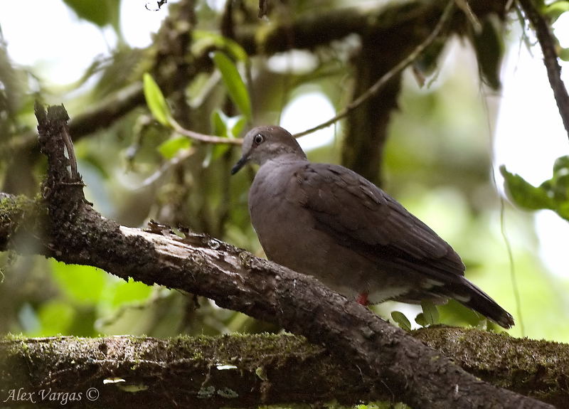 Gray-chested Dove