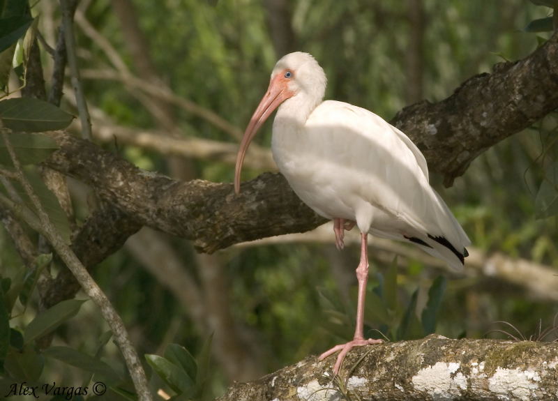 White Ibis