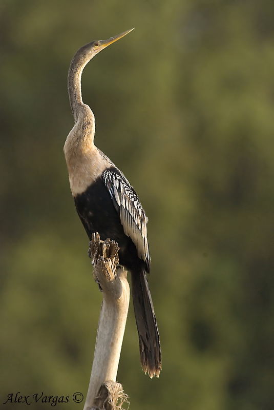 Anhinga - female