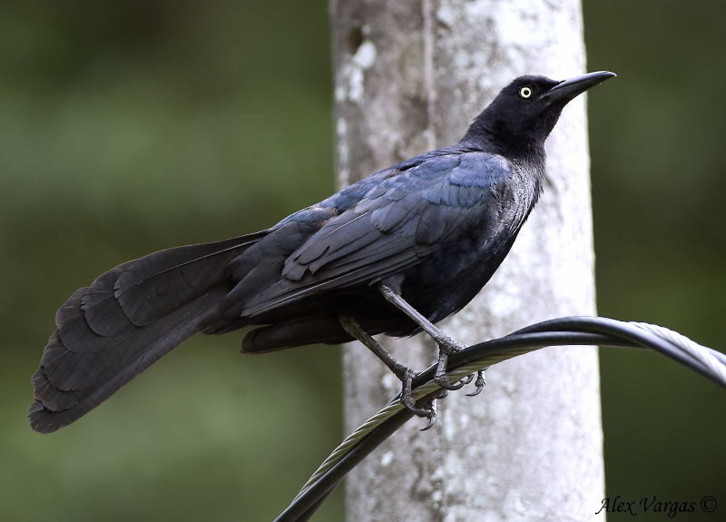 Great-tailed Grackle male