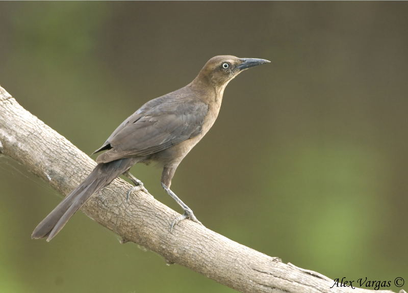 Great-tailed Grackle female