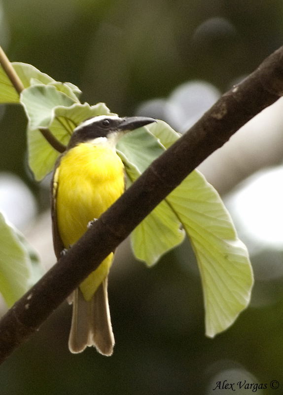 Boat-billed Flycatcher
