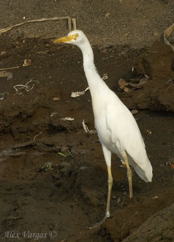 Great Egret