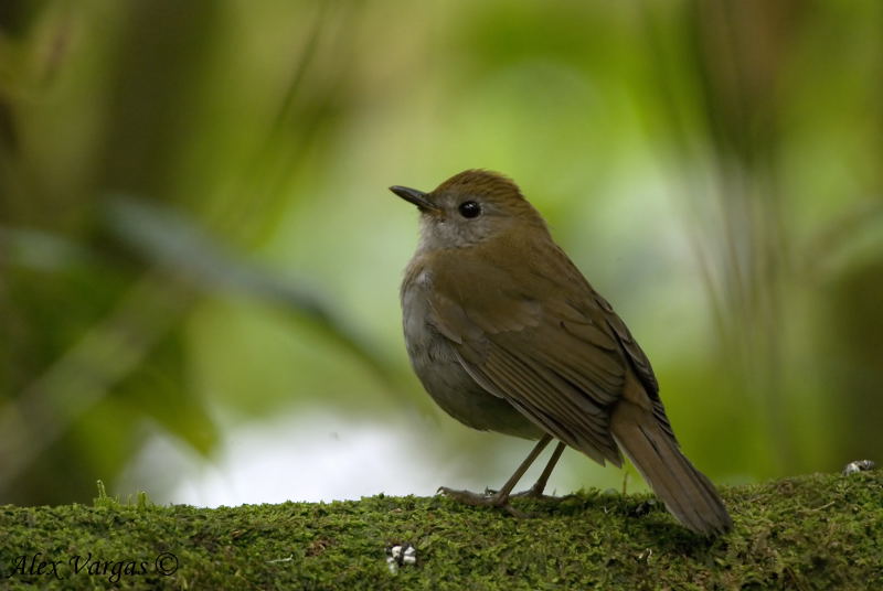 Ruddy-capped Nightingale-Thrush