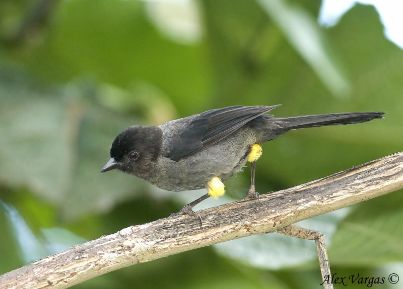 Yellow-thighed Finch