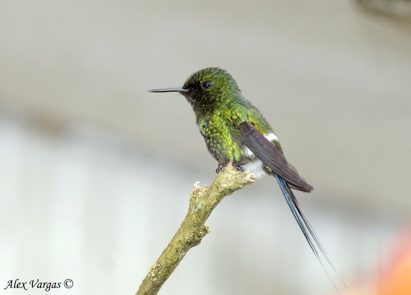 Green Thorntail