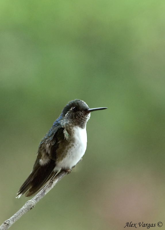 White-bellied Mountain-gem - male