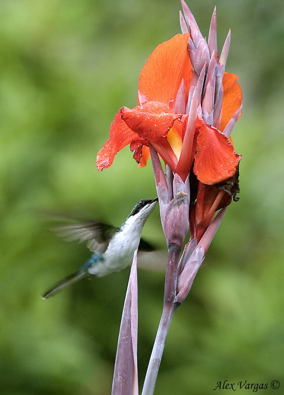 Purple-crowned Fairy