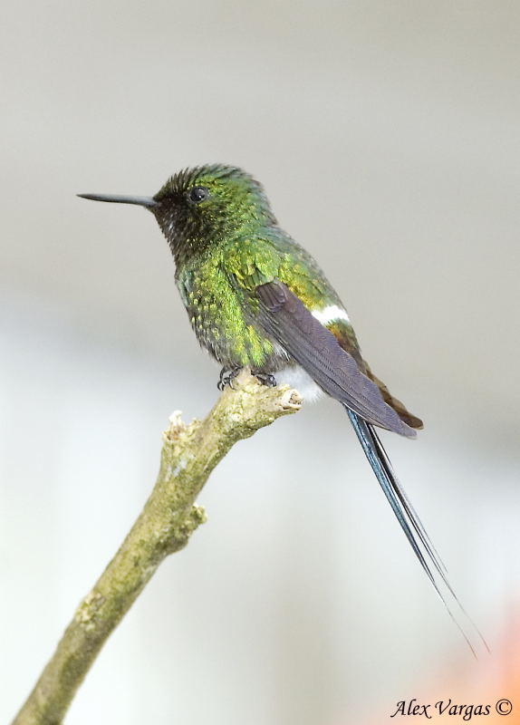 Green Thorntail