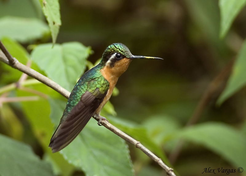 Purple-throated Mountain-gem female