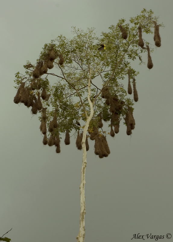 Montezuma Oropendulas nesting colony