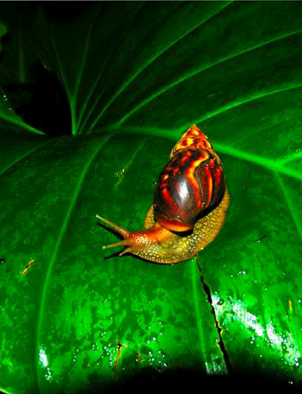 Night Snail