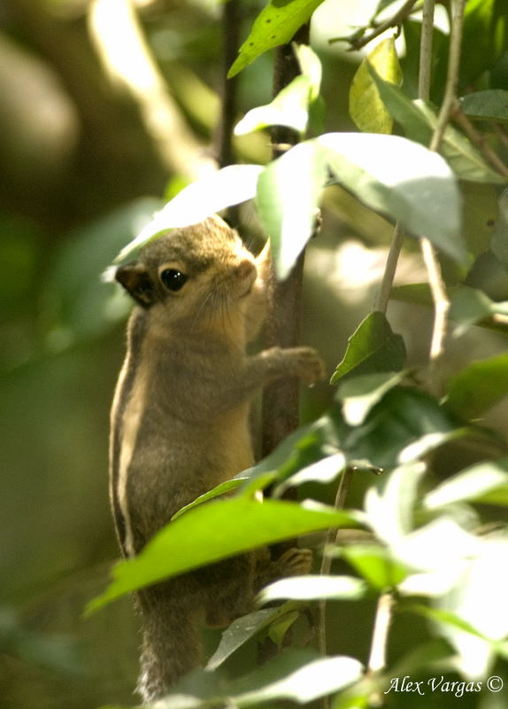 Himalayan Striped Squirrel