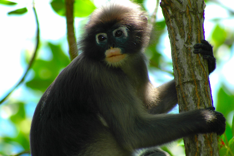 Dusky Langur