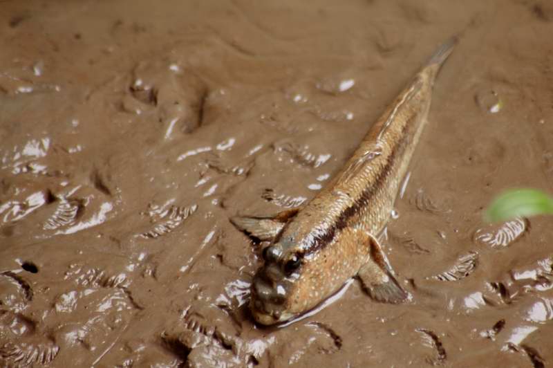 Mahachai Mud Skipper