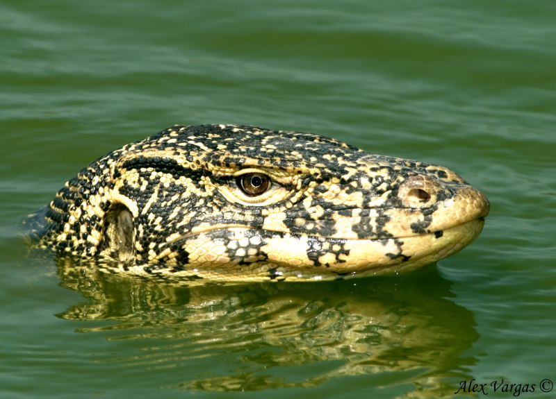 Water Monitor