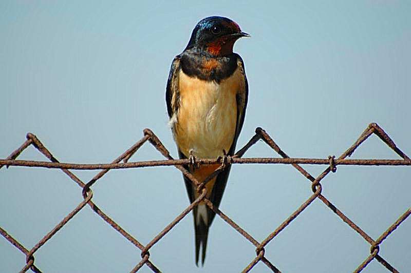 Barn Swallow