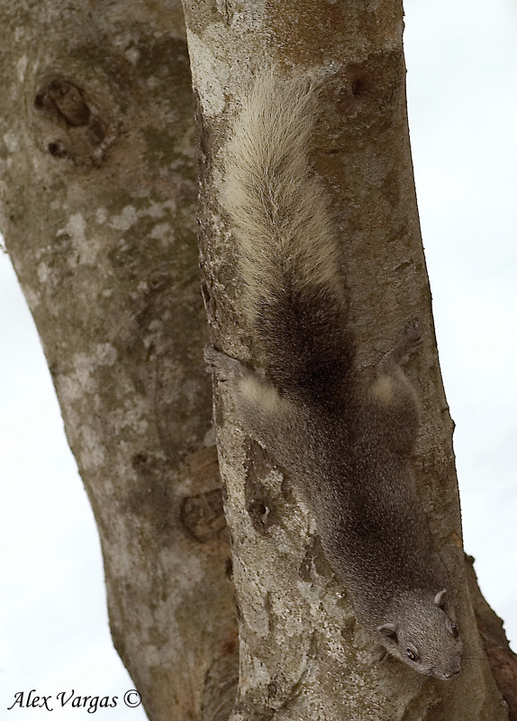 Variegated Squirrel