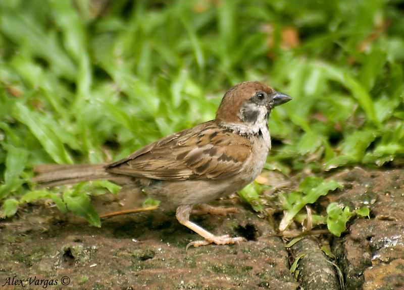 Eurasian Tree-Sparrow -- sp 38