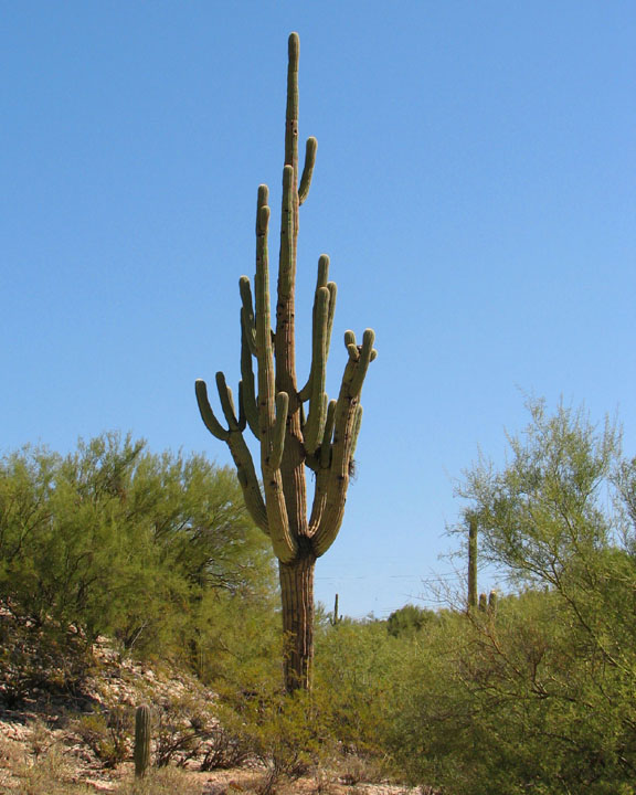 Saguaro Cactus