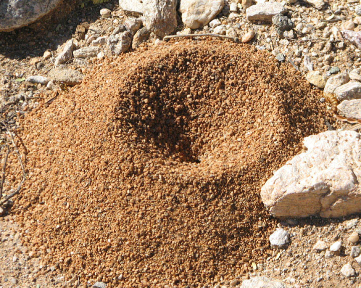 antHill.JPG