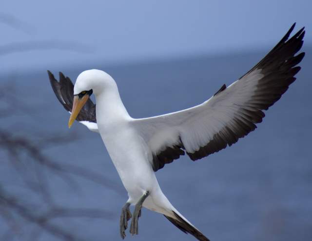 Nazca Booby flight007.JPG