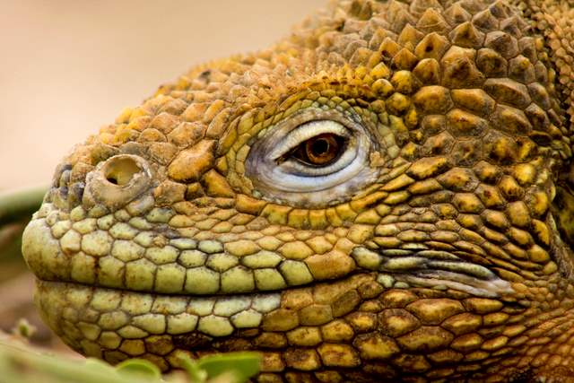Land Iguana007.JPG