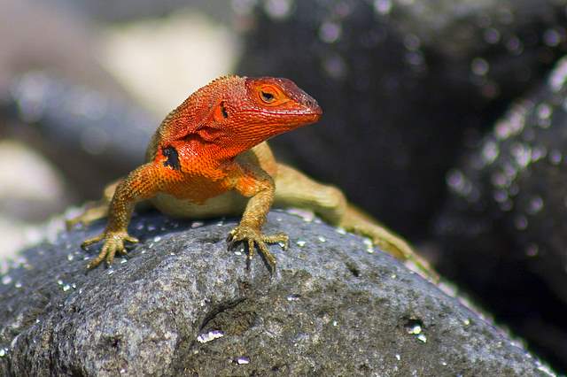Lava  lizard007.JPG