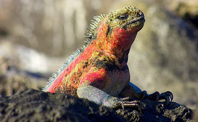Marine Iguana007.JPG