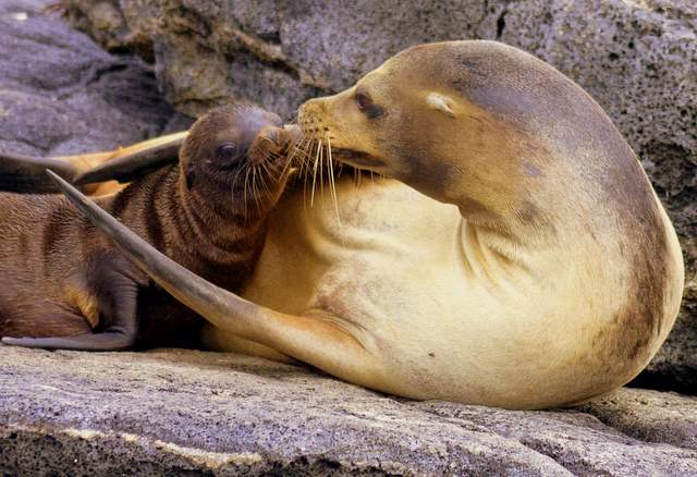 Mothers Love007.JPG