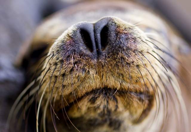 Nose to Nose007.JPG