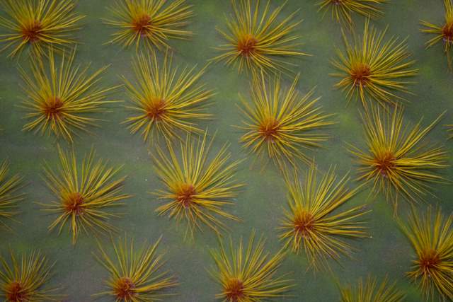 Cactus007.jpg