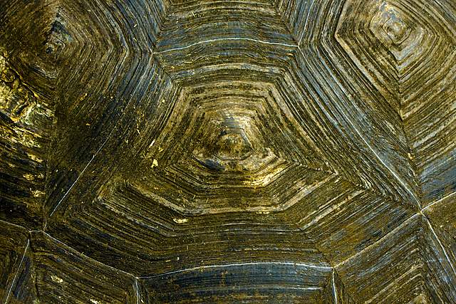 Giant Tortoise shell 007.jpg
