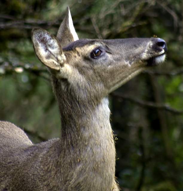 White Tailed Deer- Cotopaxi Natl Park007.JPG