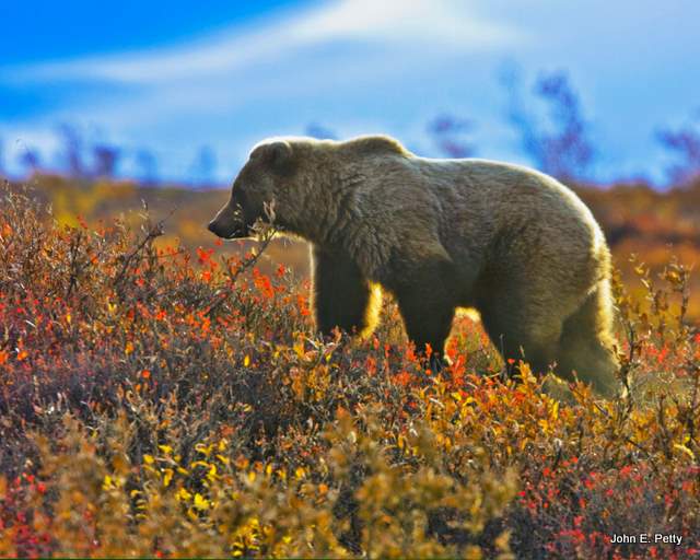 Brown Bear