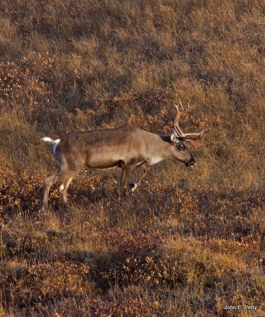 Caribou